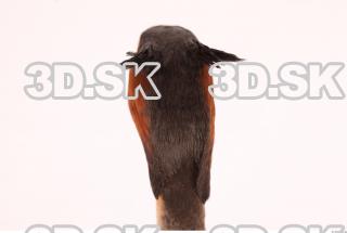 Bird head reference 0001